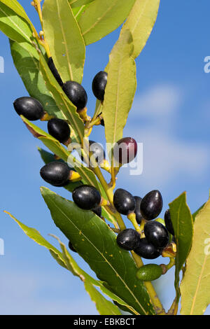 Sweet Bay laurel, bay tree, sweet bay (Laurus nobilis), les fruits sur un buisson Banque D'Images