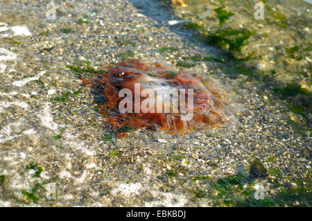 Les méduses à la côte du Pacifique, États-Unis Banque D'Images