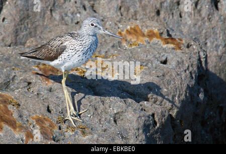 Chevalier aboyeur (Tringa nebularia commun), Comité permanent sur les côtes de Norvège, rock Banque D'Images