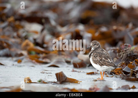 Tournepierre à collier (Arenaria interpres), en plumage d'hiver, la marche parmi les restes d'algues sur la plage de sable fin, l'Allemagne, Schleswig-Holstein Banque D'Images