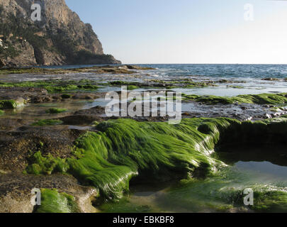 Seeweed à côte rocheuse de Cap des Llamp, Espagne, Baléares, Majorque Banque D'Images