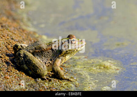 Frog (Rana bedriagae eau), assis sur le bord de mer, Chypre Banque D'Images