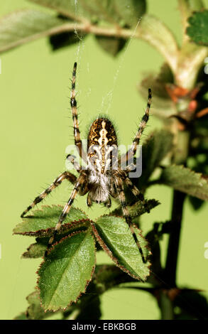 Oakleaf orbweaver (Araneus ceropegius, Aculepeira ceropegia), assis sur une feuille, Allemagne Banque D'Images