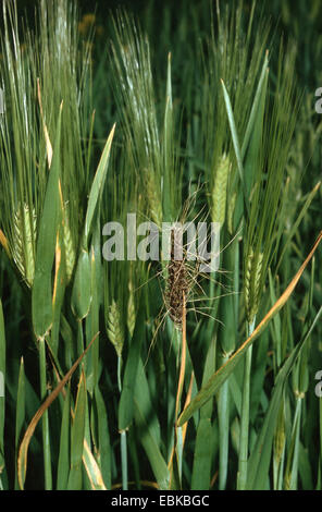 Le sang, l'ergot Claviceps purpurea (racine), à l'orge, Allemagne Banque D'Images