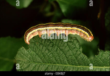 Broom (Melanchra pisi, Ceramica pisi), Caterpillar sur feuille, Allemagne Banque D'Images