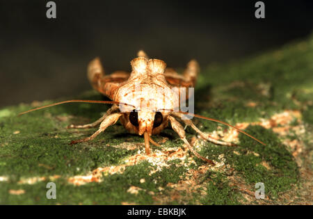 Nuances d'angle (Phlogophora meticulosa), vue avant, Allemagne Banque D'Images