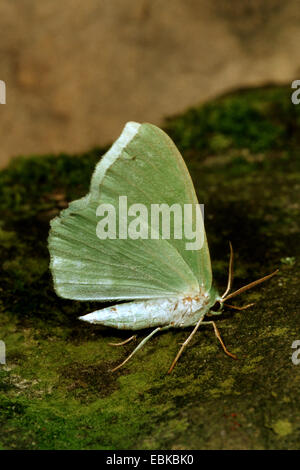 Grand Emerald (Geometra papilionaria), sur la pierre moussue, Allemagne Banque D'Images