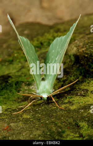 Grand Emerald (Geometra papilionaria), sur la pierre moussue, Allemagne Banque D'Images