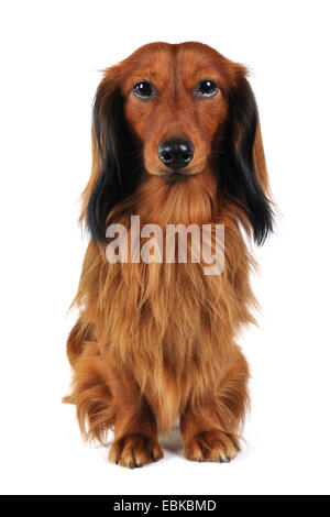 Teckel à poil long, poil long chien saucisse, chien domestique (Canis lupus f. familiaris), pleine longueur portrait, Allemagne Banque D'Images