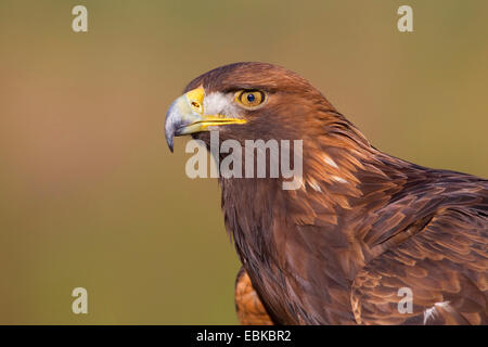 L'aigle royal (Aquila chrysaetos), portrait, Royaume-Uni, Ecosse, le Parc National de Cairngorms Banque D'Images