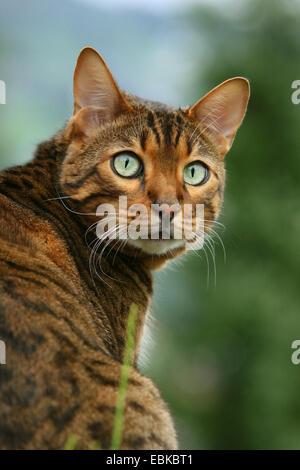 Bengal (Felis silvestris catus) f., portrait Banque D'Images