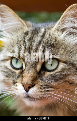 Chat des forêts sibériennes, chat sibérien Siberian (Felis silvestris catus) f., portrait Banque D'Images