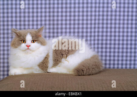 British Longhair, Highlander, Lowlander (Felis silvestris catus). f, jeune tomcat lying on blanket Banque D'Images