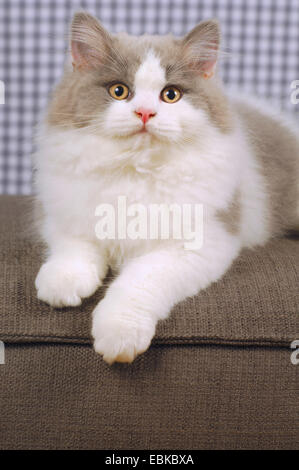 British Longhair, Highlander, Lowlander (Felis silvestris catus) f., portrait d'une jeune tomcat Banque D'Images