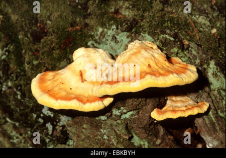 Le poulet des bois (sulphureus :), trois organes de fructification à un tronc d'arbre, Allemagne Banque D'Images