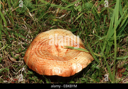 Safran milkcap (lactarius deliciosus), seul le safran milkcap sur un pré, Allemagne Banque D'Images