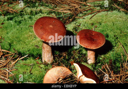 Bruant milkcap (Lactarius rufus), trois milkcaps à même le sol forestier, Allemagne Banque D'Images