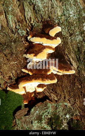 Shaggy Inonotus hispidus (support), sur bois mort, Allemagne Banque D'Images