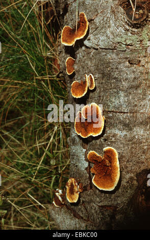 Gloeophyllum sepiarium mazegill (conifères), plusieurs organes de fructification au tronc de l'arbre, Allemagne Banque D'Images