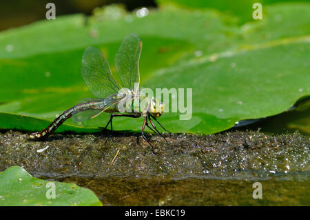 Blue-green darner, le sud de l'AESHNA Aeshna, sud de Hawker (cyanea), reposant sur un petit coin de la masse du sol hors de l'eau imminente, Allemagne, Rhénanie du Nord-Westphalie Banque D'Images