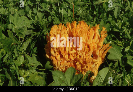 Champignons corail jaune (Ramaria aurea), sur un pré, Allemagne Banque D'Images