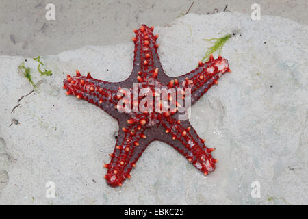 Coussin Panamic étoile de mer (Pentaceraster cumingi), red sea star sur une plage, la Tanzanie, Sansibar Banque D'Images