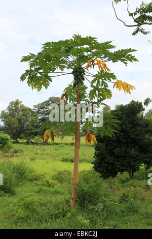 La papaye, papaye fermentée, paw paw, mamao, arbre melon (Carica papaya), seul arbre, Tanzanie, Sansibar Banque D'Images