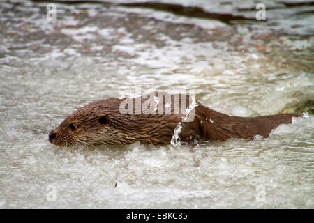 La loutre d'Europe, loutre d'Europe, la loutre (Lutra lutra), escalade sur une couche de glace, en Allemagne, en Bavière, Parc National de la Forêt bavaroise Banque D'Images