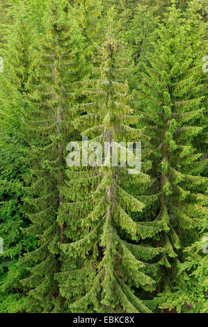 L'épinette de Norvège (Picea abies) pruce, forêt, Allemagne, Bavière, Parc National de la Forêt bavaroise Banque D'Images