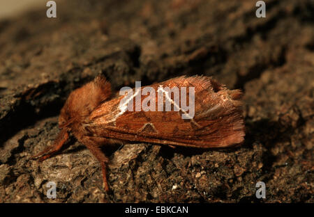 Triodia sylvina Swift (orange), assis sur l'écorce, Allemagne Banque D'Images