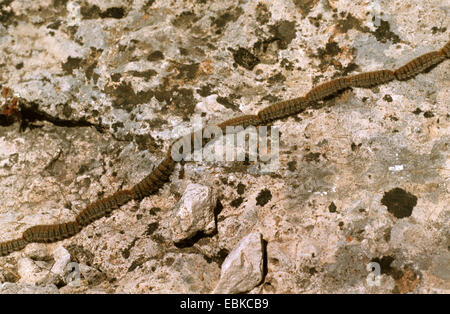 Processionnaire du pin (Thaumetopoea pityocampa), chenilles marchant sur un rocher Banque D'Images