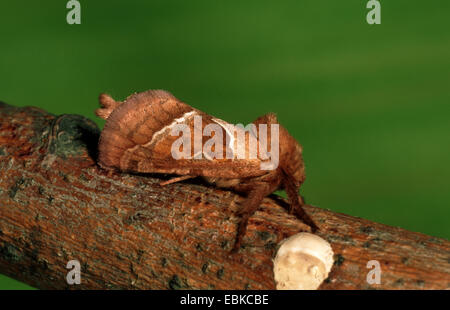 Triodia sylvina Swift (orange), assis sur une branche, Allemagne Banque D'Images