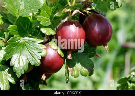 Wild groseille, groseille européenne (Ribes uva-crispa), groseilles rouges sur le buisson Banque D'Images