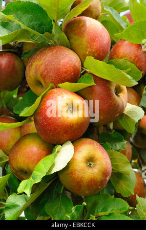 Pommier (Malus domestica 'Roter Boskoop', Malus domestica Roter Boskoop), aplles sur un arbre, le cultivar Roter Boskoop, Allemagne Banque D'Images