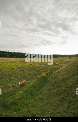 Vue depuis une colline à un troupeau de bovins dans un fossé dans un pré, en Allemagne, en Rhénanie du Nord-Westphalie Banque D'Images