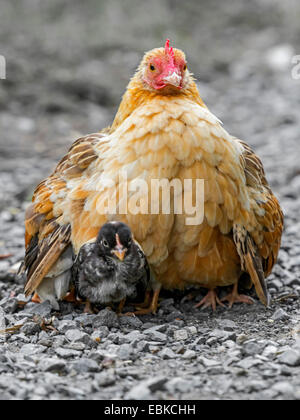 Bantam (Gallus gallus f. domestica), la mère poule rassembler ses poussins sous les ailes, Allemagne, Rhénanie du Nord-Westphalie Banque D'Images