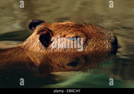 Capybara (Hydrochaeris hydrochaeris, carpincho, Hydrochoeris hydrochaeris), natation, plus gros rongeur du monde Banque D'Images