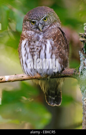 Chouette naine eurasien (Glaucidium passerinum), reposant sur une branche à la recherche vers le bas, l'Allemagne, la Bavière, le Parc National de la Forêt bavaroise Banque D'Images