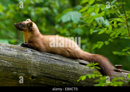 European martre des pins (Martes martes), reposant sur une branche, l'Allemagne, la Bavière, le Parc National de la Forêt bavaroise Banque D'Images