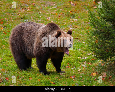 L'ours brun (Ursus arctos arctos), Standing in meadow et bâillements, Allemagne, Bavière, Parc National de la Forêt bavaroise Banque D'Images