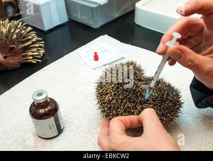 Simone Hartung donne un petit hérisson d'une injection d'antibiotiques à l'hedgehog ward de Neuzelle, Allemagne, 02 décembre 2014. Pendant cinq ans, Simone et Klaus Hartung ont été l'exécution d'un hérisson privé ward. Le couple prend soin des blessés, malades, ou très petits hérissons. 20 prickly amis vont passer l'hiver ici. Certaines sont déjà en hibernation, enveloppé entre des bandes de papier. Le printemps prochain ils seront tous envoyés dans la nature. Selon Simone Hartung, un hérisson doit peser au moins 500 grammes avant de pouvoir commencer l'hibernation, afin de survivre à l'hiver. Ph Banque D'Images