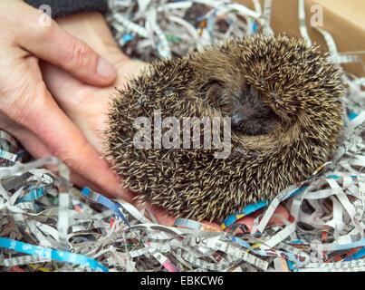 Simone Hartung met un petit hérisson dans une boîte remplie de bandes de papier à l'hedgehog ward de Neuzelle, Allemagne, 02 décembre 2014. Pendant cinq ans, Simone et Klaus Hartung ont été l'exécution d'un hérisson privé ward. Le couple prend soin des blessés, malades, ou très petits hérissons. 20 prickly amis vont passer l'hiver ici. Certaines sont déjà en hibernation, enveloppé entre des bandes de papier. Le printemps prochain ils seront tous envoyés dans la nature. Selon Simone Hartung, un hérisson doit peser au moins 500 grammes avant de pouvoir commencer l'hibernation pour survivre e Banque D'Images