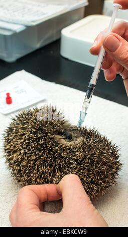 Simone Hartung donne un petit hérisson d'une injection d'antibiotiques à l'hedgehog ward de Neuzelle, Allemagne, 02 décembre 2014. Pendant cinq ans, Simone et Klaus Hartung ont été l'exécution d'un hérisson privé ward. Le couple prend soin des blessés, malades, ou très petits hérissons. 20 prickly amis vont passer l'hiver ici. Certaines sont déjà en hibernation, enveloppé entre des bandes de papier. Le printemps prochain ils seront tous envoyés dans la nature. Selon Simone Hartung, un hérisson doit peser au moins 500 grammes avant de pouvoir commencer l'hibernation, afin de survivre à l'hiver. Ph Banque D'Images