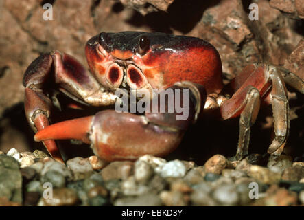 Terre blackback crabe, crabe de terre noir, rouge (crabe terrestre Gecarcinus lateralis, Gigantinus lateralis), à port Banque D'Images