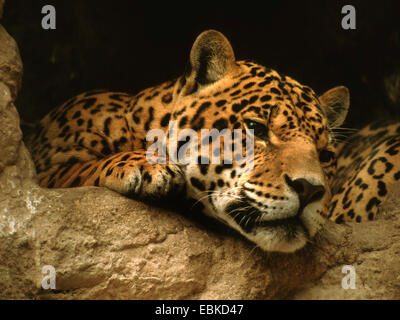 Jaguar (Panthera onca), portrait Banque D'Images