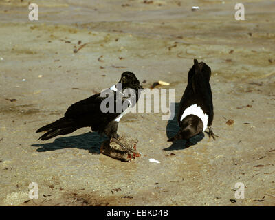 Pied-de-corbeau (Corvus albus), deux pied crow Banque D'Images