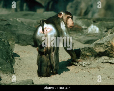 Macaque (Macaca nemestrina cochon), pup assis derrière un comité permanent des profils Banque D'Images