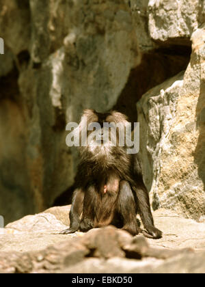 Liontail macaque à queue de lion, macaque (Macaca silène), homme Banque D'Images