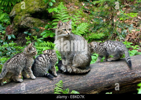 Chat Sauvage Européen, forêt wildcat (Felis silvestris silvestris), mère de trois chaton sur un journal, en Allemagne, en Bavière, Parc National de la Forêt bavaroise Banque D'Images