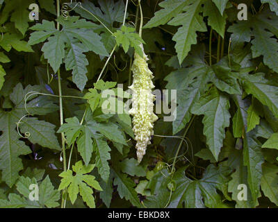 Poire baumier (Momordica charantia), les jeunes fruits Banque D'Images